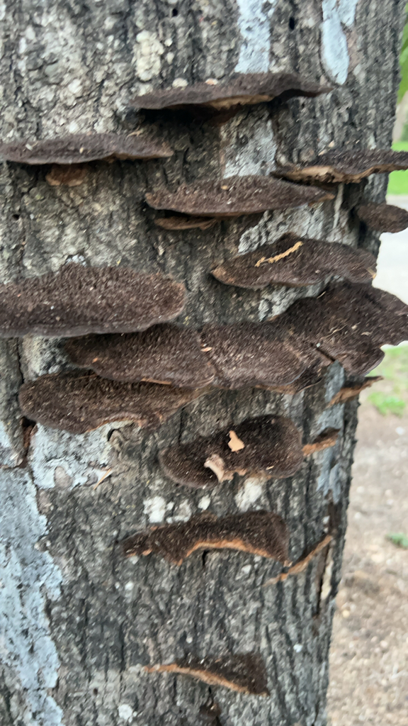 Hexagonia hydnoides · April 2026 · photo: © dlfoster311 (iNaturalist, cc0)