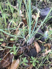 Allium haematochiton