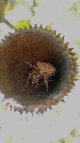 Two-tubercled Orb-web