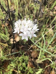 Allium haematochiton