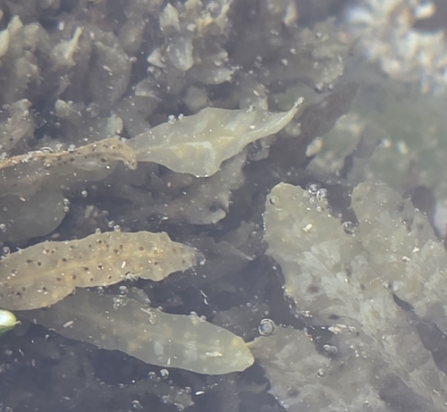 Sargassum aquifolium observed 2026-04-15