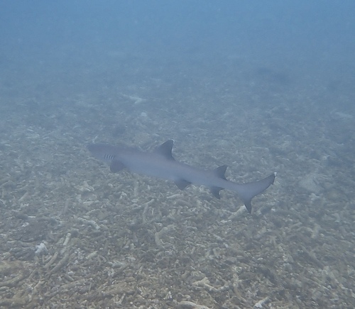 Triaenodon obesus