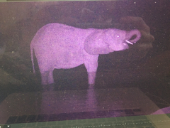 Loxodonta cyclotis