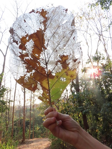 Tectona grandis - Leaves