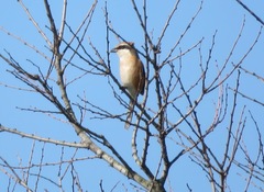 Lanius bucephalus