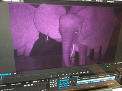 Loxodonta cyclotis
