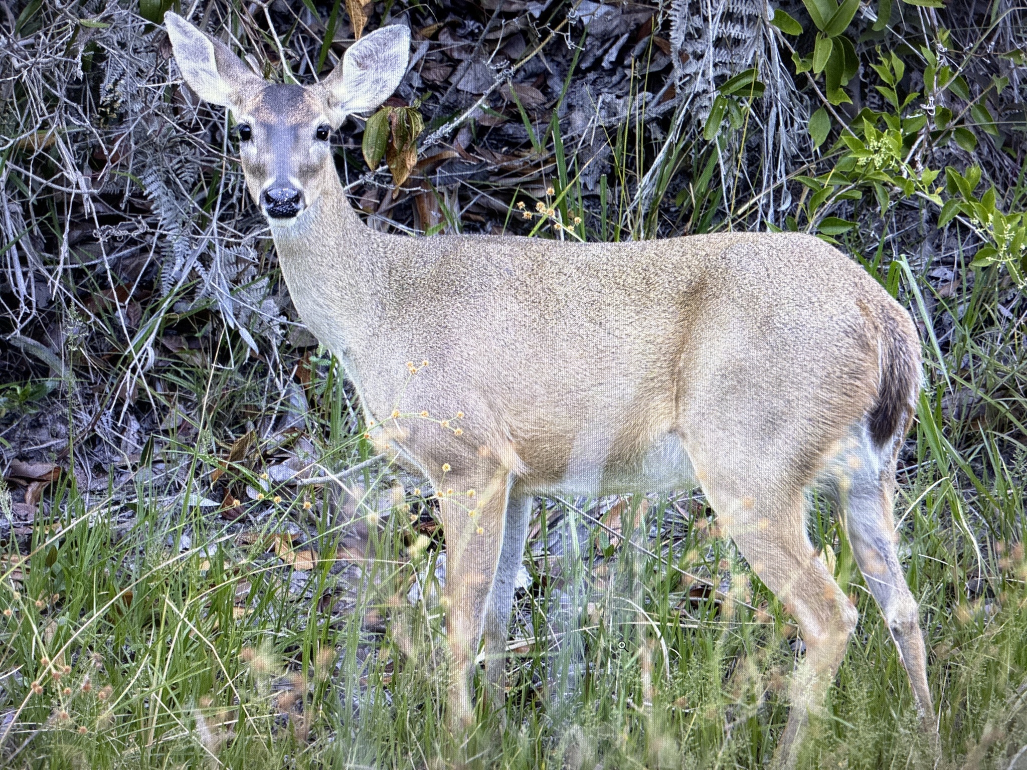 Venezuelan White-tailed Deer (Subspecies Odocoileus virginianus