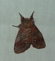 Dasychira cinnamomea
