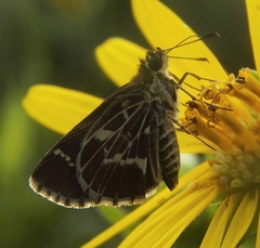 Amblyscirtes aesculapius
