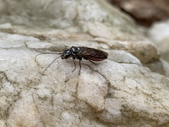 Pamphiliidae