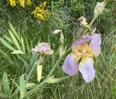 Iris × germanica
