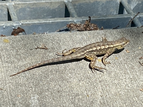 iNaturalist observation photo of Western Fence Lizard