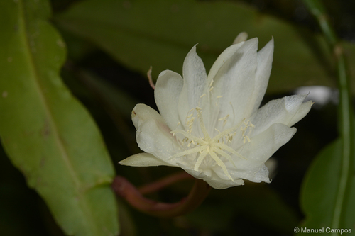 Epiphyllum pumilum, photograph 1