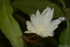 Epiphyllum pumilum, photograph (c) Manuel Campos, some rights reserved (CC BY)