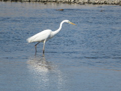 Ardea alba