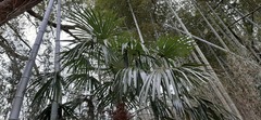 Trachycarpus fortunei