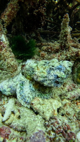 Scorpaenopsis diabolus