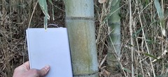 Phyllostachys edulis