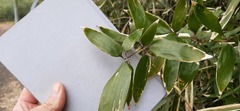 Bambusoideae
