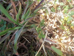 Diasemia