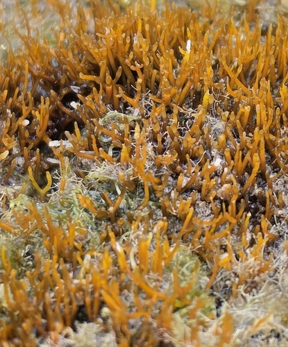 Gelidiella acerosa observed 2026-04-15