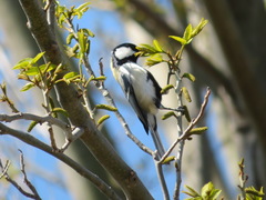 Parus minor