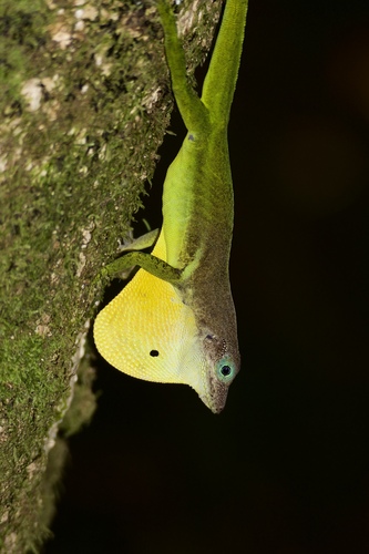 Trinidad Anole, Anolis trinitatis