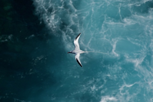 Red-billed Tropicbird photographed in Saint Lucia