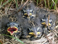 Passerculus sandwichensis