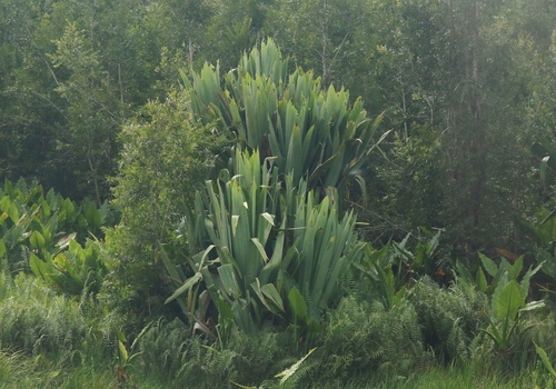 Pandanus platyphyllus observed 2026-01-05