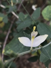 Carlowrightia