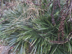Dyckia niederleinii