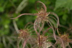 Geum pentapetalum