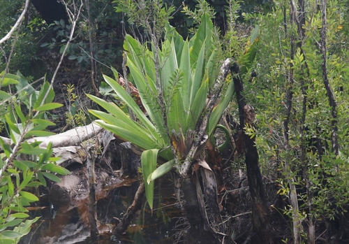 Pandanus platyphyllus observed 2026-01-05