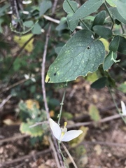 Carlowrightia