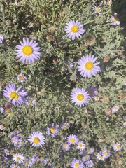 Leucosyris arida