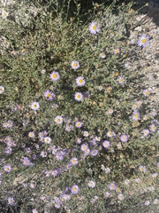 Leucosyris arida