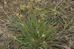 Scorzonera radiata