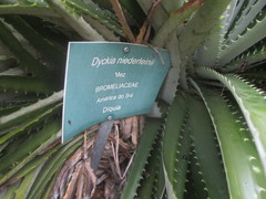 Dyckia niederleinii