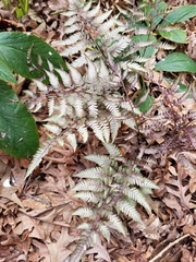 Athyrium niponicum