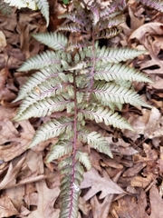 Athyrium niponicum