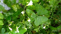 Oxalis triangularis papilionacea