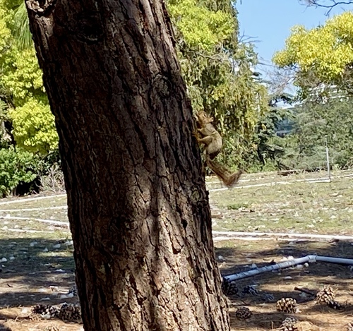 iNaturalist observation photo of Eastern Fox Squirrel
