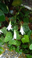 Oxalis triangularis papilionacea