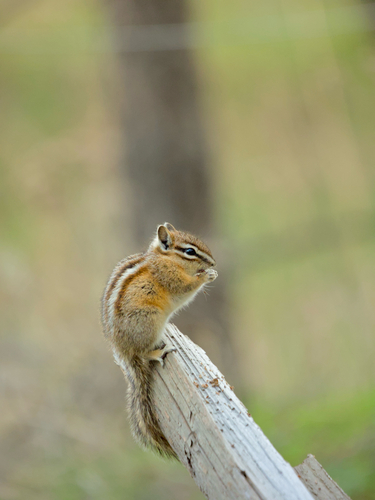 Yellow-pine Chipmunk observed by squirrelfish_