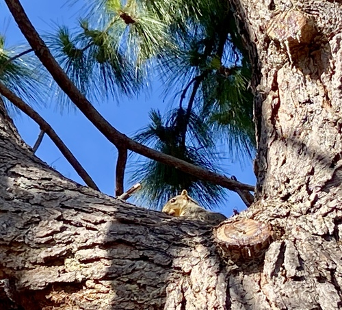 iNaturalist observation photo of Eastern Fox Squirrel