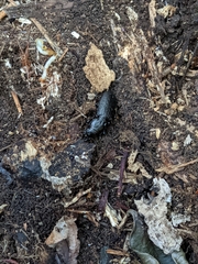 Mecodema sculpturatum