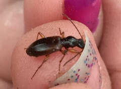 Oxypselaphus pusillus