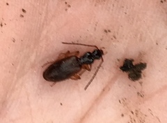 Oxypselaphus pusillus