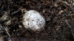Amanita nothofagi